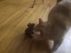 Filename=20190512_221729.jpg
Filesize=212KiB
Dimensions=2048x1536
Date added=Jun 30, 2019 20190512_221729.jpg