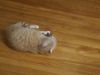 Filename=20190512_221940.jpg
Filesize=273KiB
Dimensions=2048x1536
Date added=Jun 30, 2019 20190512_221940.jpg