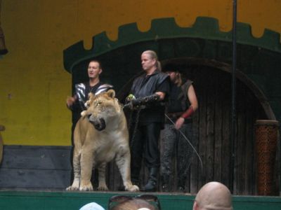 LIGER
Awesome Liger(Lion-Tiger)
