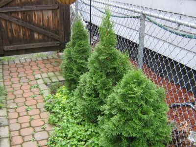 Shrubbery!
We require a SHRUBBERY!
Lynn MA apartment 2006-2008

