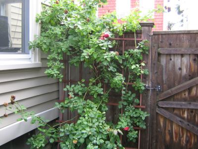 Rose Bush
Not so bloomy when I took this photo. :(
Lynn MA apartment 2006-2008
