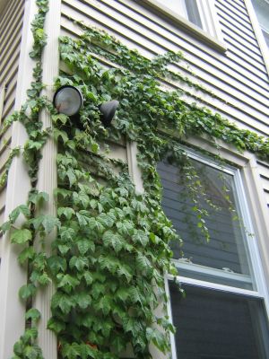 More Ivy
Ivy going up the side of the house
Lynn MA apartment 2006-2008
