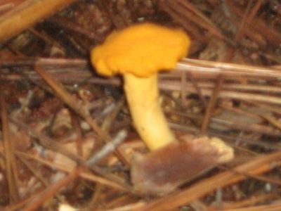 IMG_2229.JPG