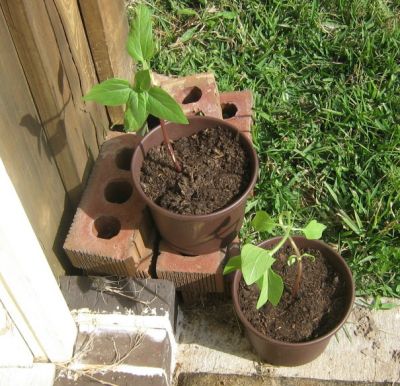 Sunflowers
Bistineau LA 2009-2010

